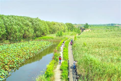  崇明島！歴史と自然が織りなす癒しの楽園へようこそ！